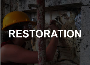 Restoration Project